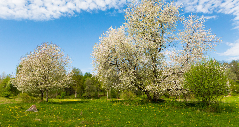 En äng med träd och gräs under en blå himmel.