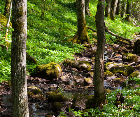 En bäck som rinner genom en grönskande skog.