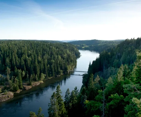En flod som rinner genom en grönskande skog.