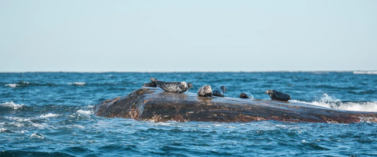 Sälsafari i Kosterhavet med besök på Ursholmen