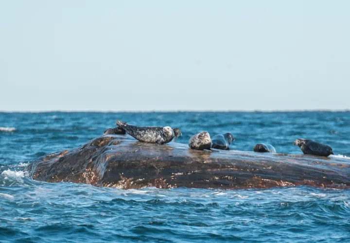 Sälsafari med Kastor Boat Trips