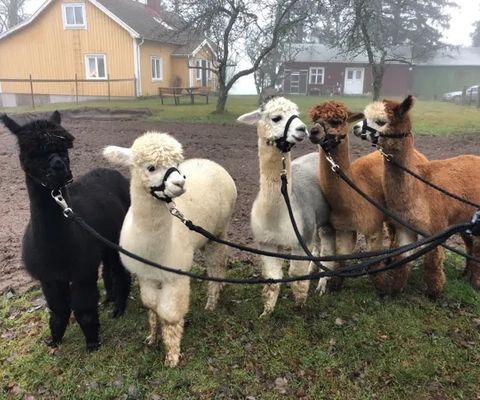 En grupp alpackor som är bundna vid ett staket.