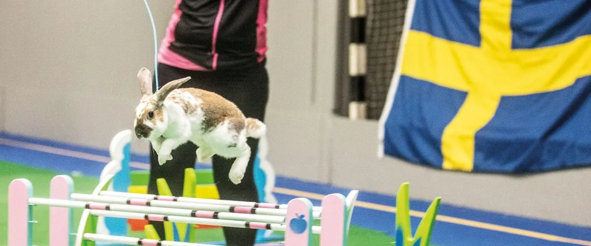 EM i kaninhoppning