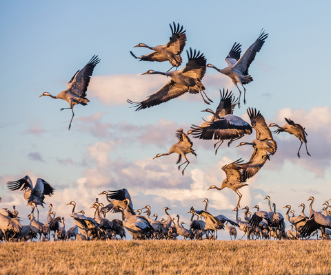 Tranor vid Hornborgasjön