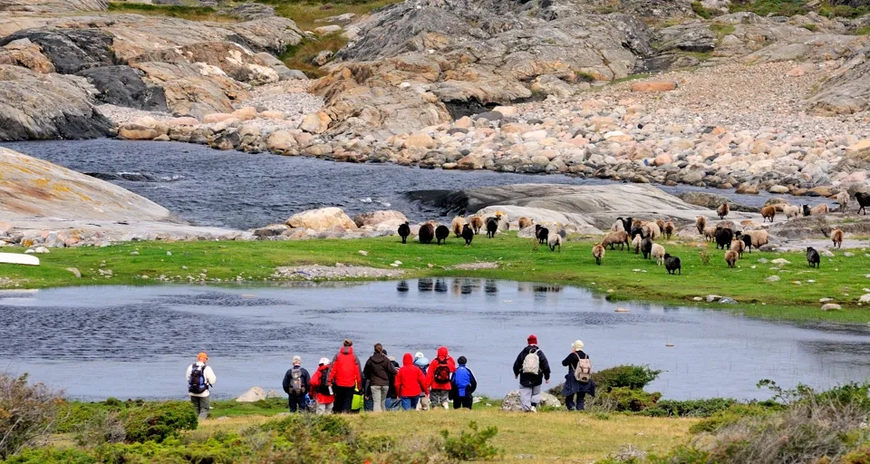 En grupp är ute och vandrar på Nordkoster, de står och tittar mot en flock av får. I bakgrunden syns stora klipphällar och ett klapperstensfält.