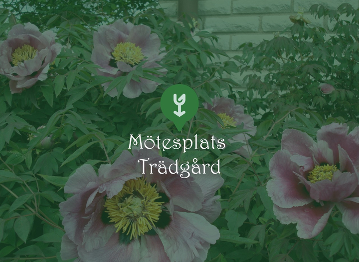 Mötesplats Trädgård
