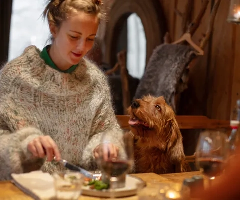 Hund om befinner sig på en restaurang.