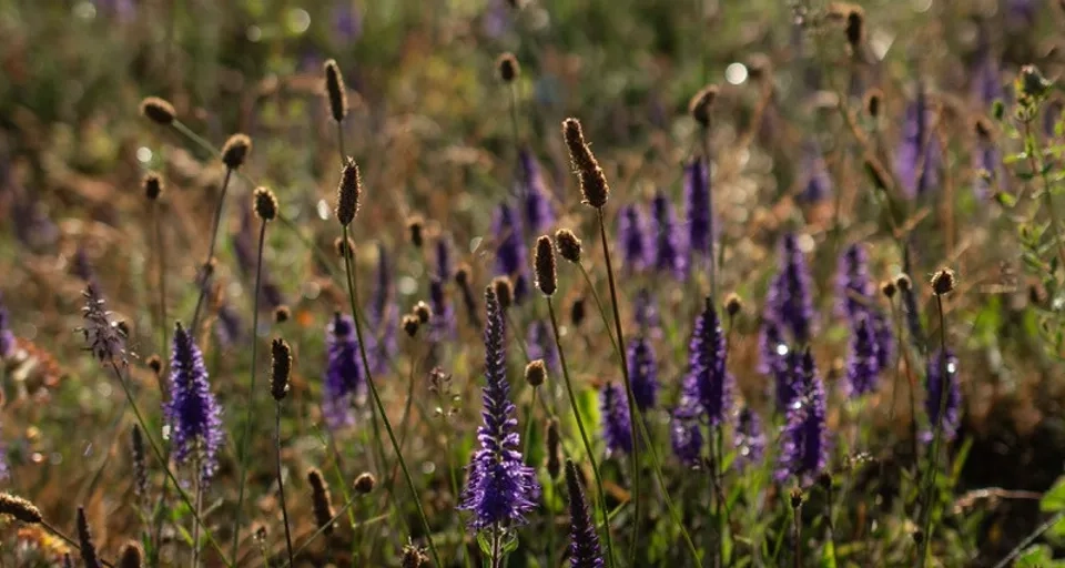 österplana trädgård