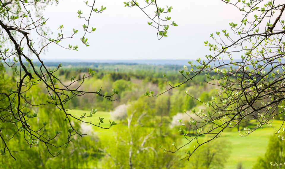 En utsikt över graöna hagmarker genom några träd.