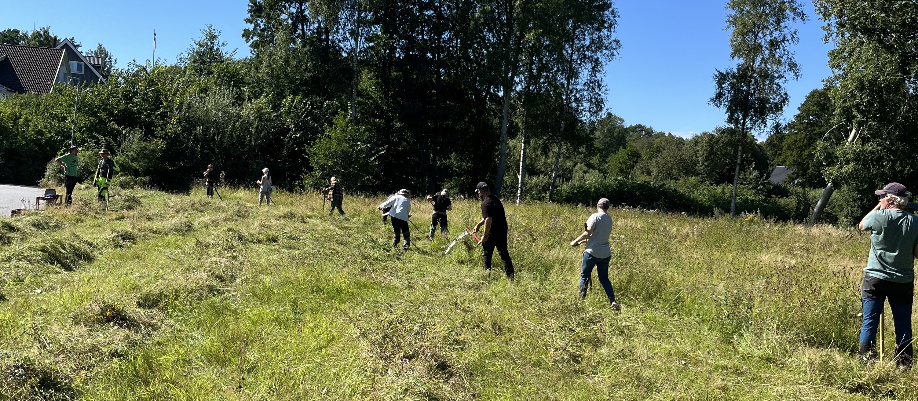 Slåtter på Nilsemyrens äng