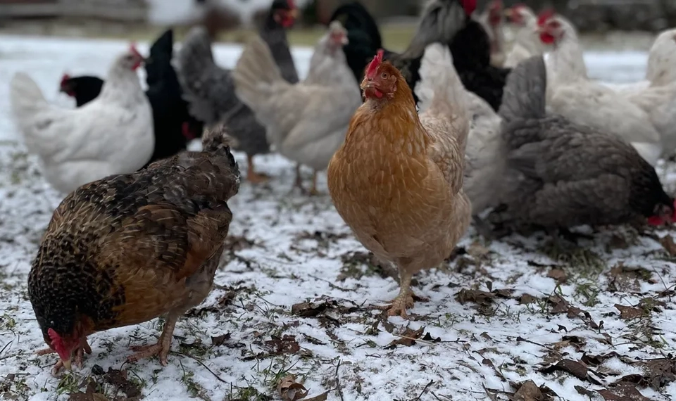 En flock hönor som står på ett snötäckt fält.