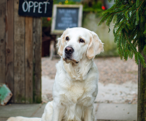 Fröken Trulls hund 2