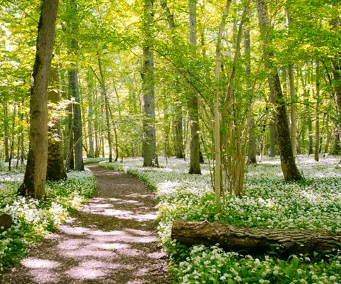 Ramslök vid Munkängarna på Kinnekulle i Götene kommun