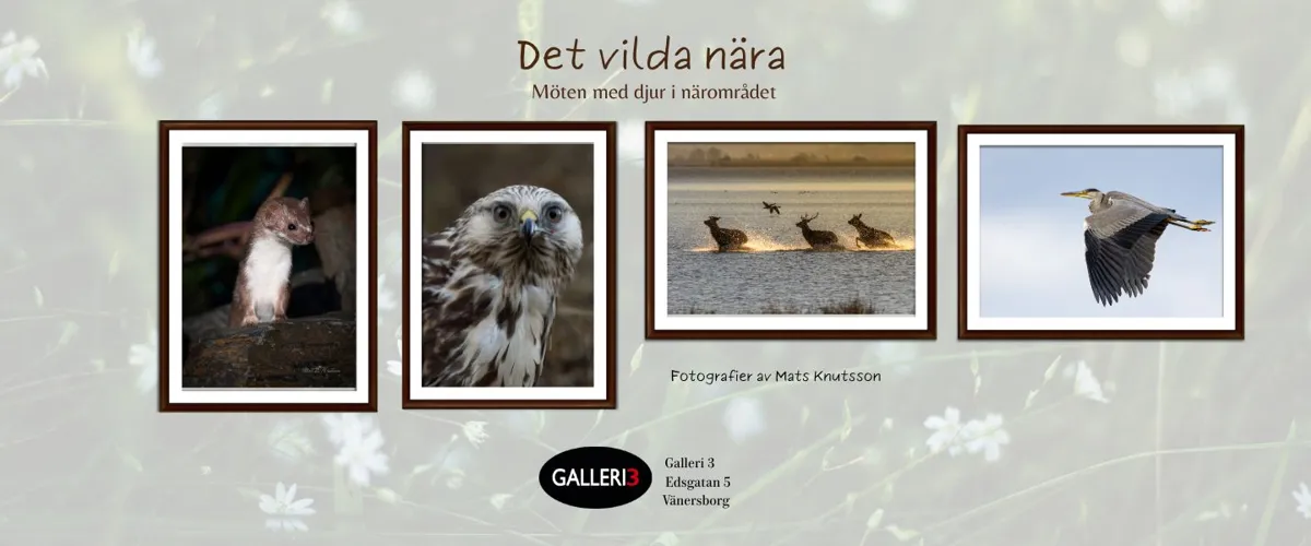 Mats Knutsson hos Galleri3