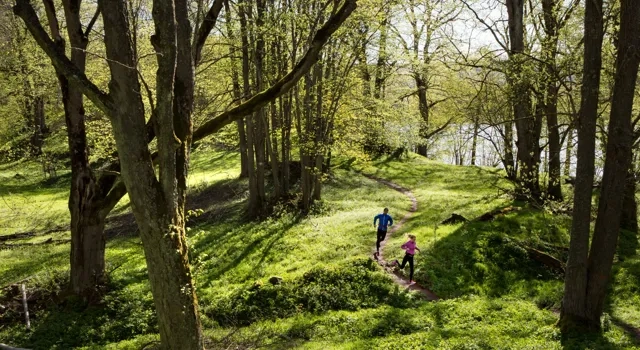 A couple of people walking down a path through a forest.