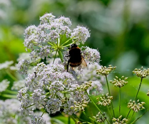 Ett bi sitter på toppen av en vit blomma.