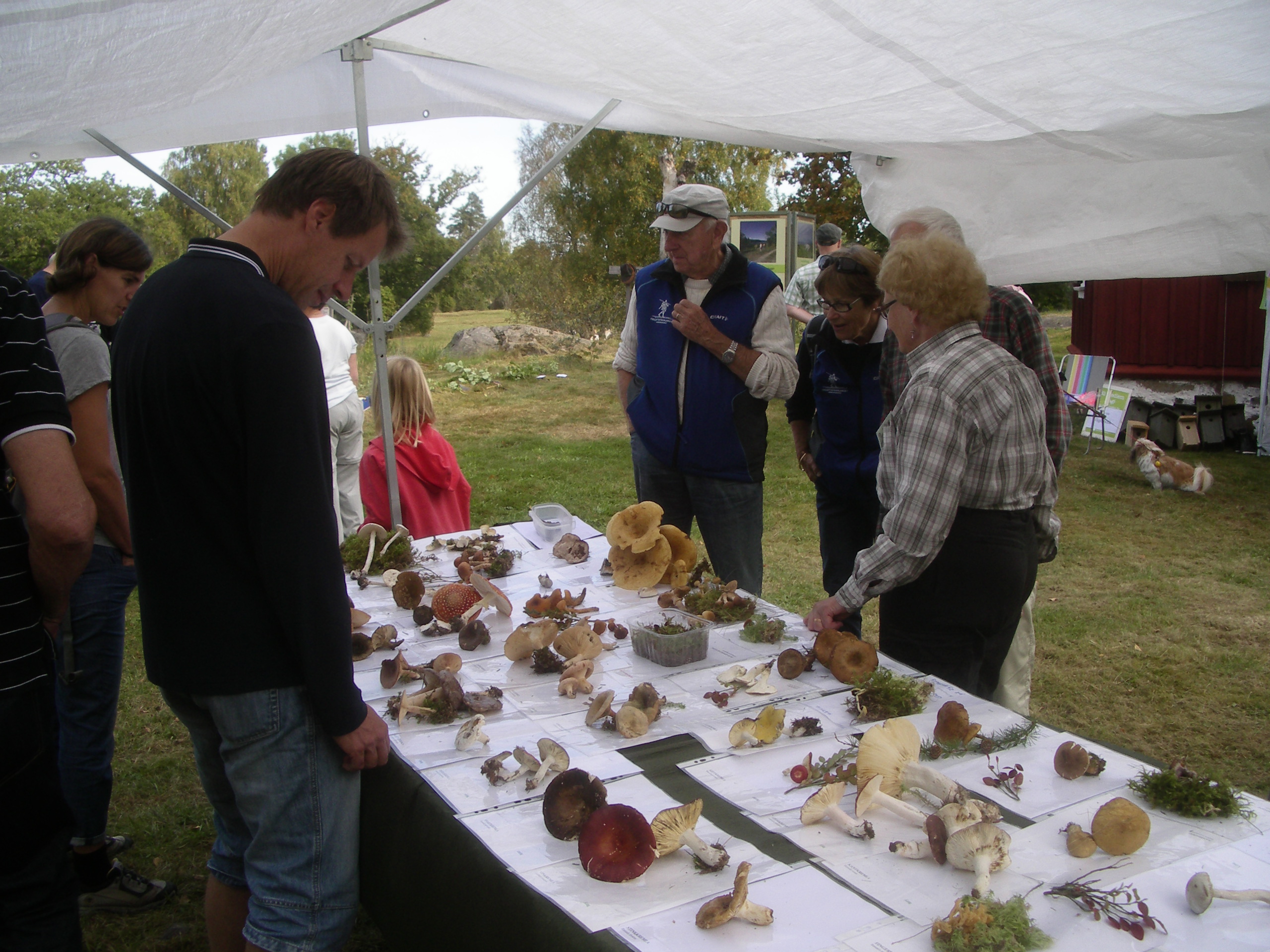 Svampens dag på Grinnsjö, Hunneberg