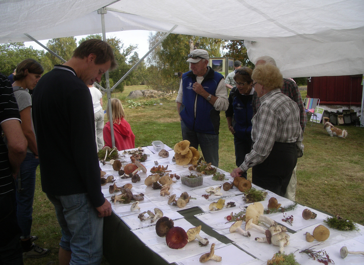 Svampens dag på Grinnsjö, Hunneberg