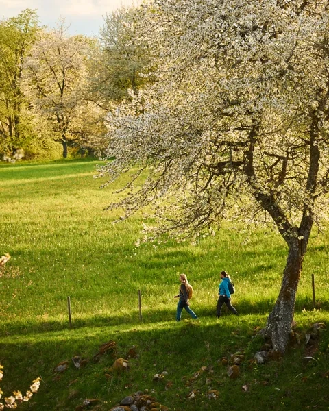 Vandring vid Höjentorp