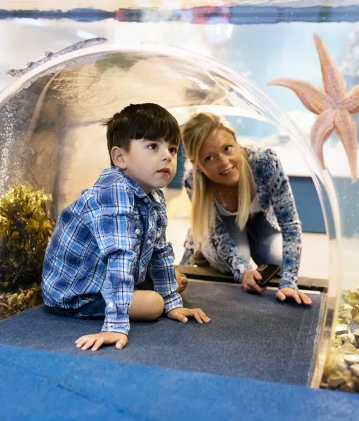 Barn upptäcker ett akvarium.