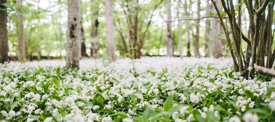 Närbild på massa vita blommor som täcker marken.