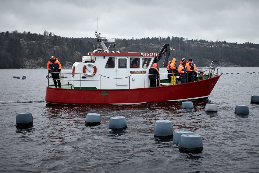 Musselsafafri i Bohuslän