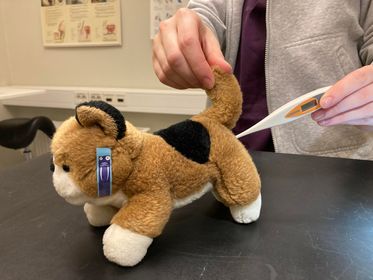 Veterinär Mjaus gosedjursklinik
