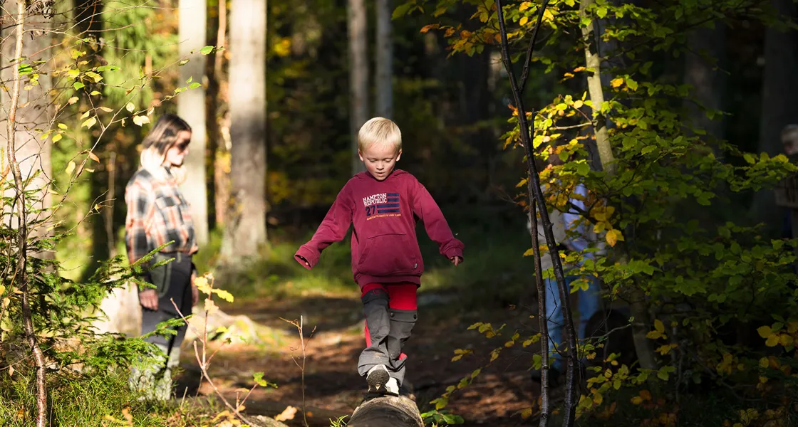 Trollskogen