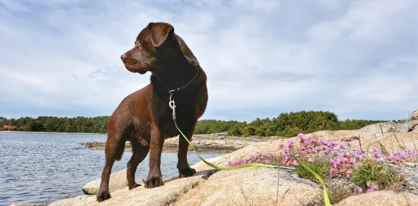 En brun labrador står på en klippa och tittar ut på havet.