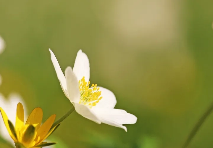 En grupp vita blommor.