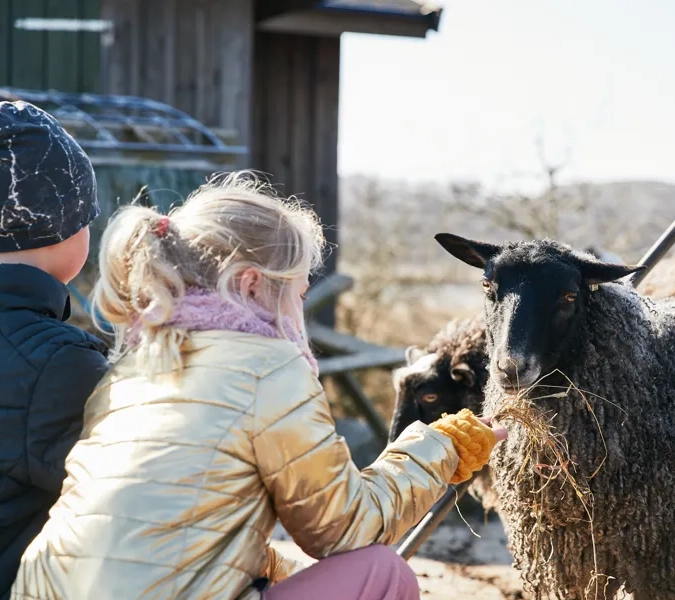 Får på Vrångö