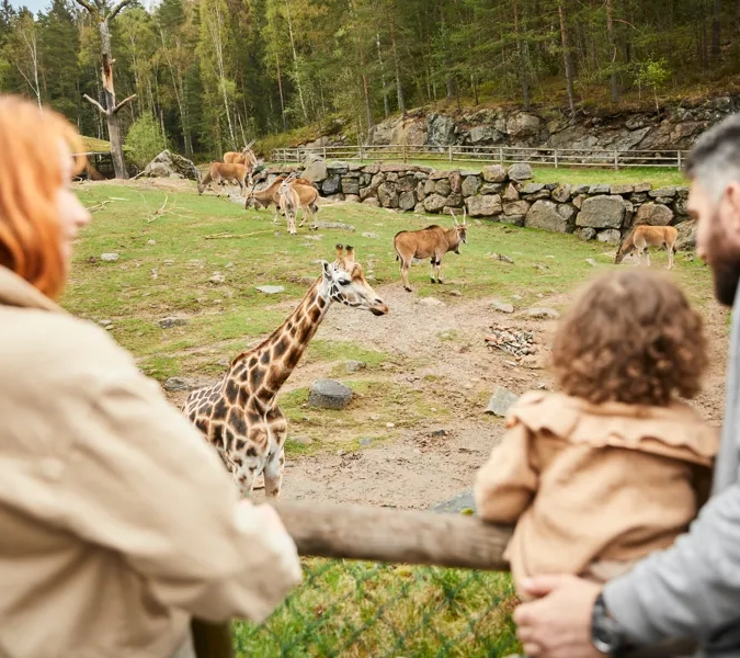 En grupp människor som tittar på en giraff.