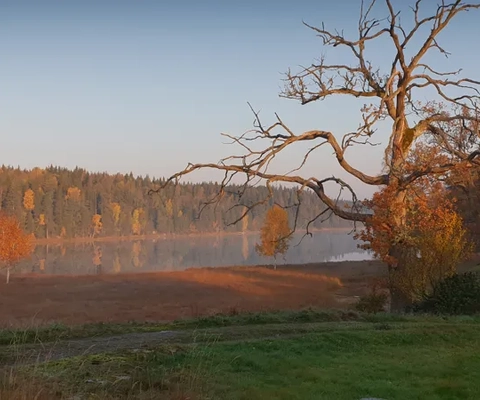 Naturskydssföreningen