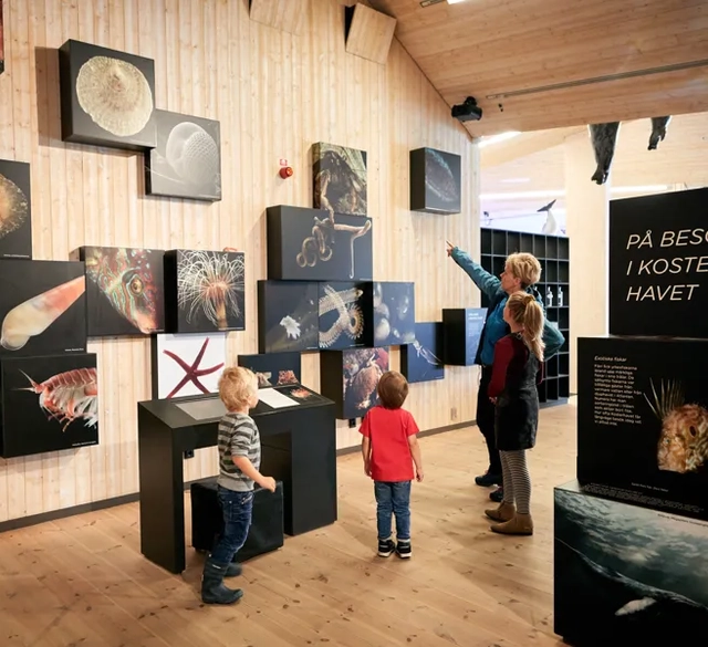 En grupp människor som står runt en utställning på naturum Kosterhavet.