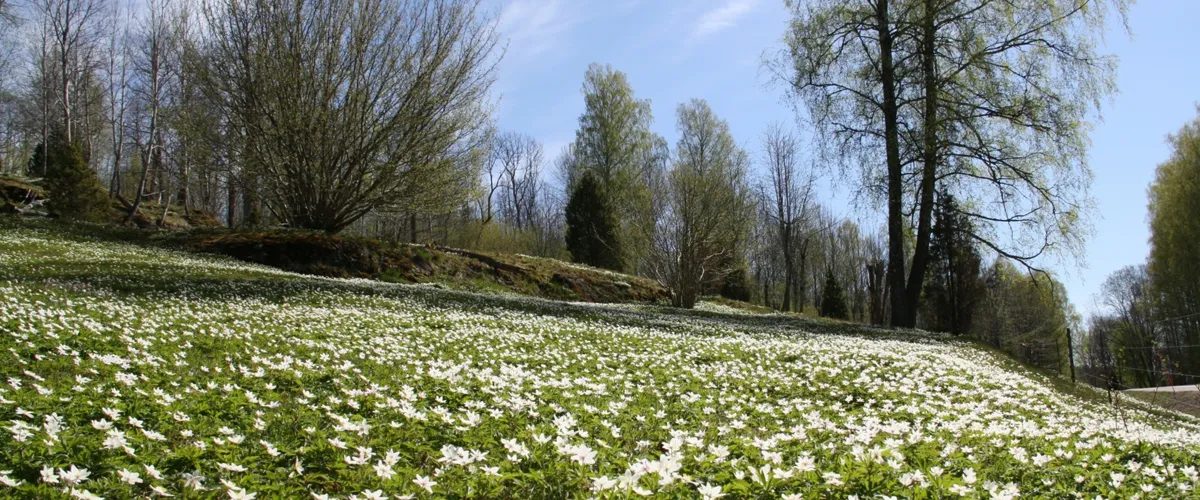 Guidad vandring på Bräcke ängar 14 juni