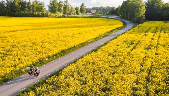 Vänner cyklar bland rapsfält