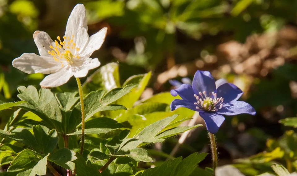 Vårtecken Vitsippa blåsippa i naturreservatet Vägeröds dalar, Skaftö