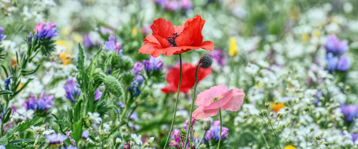 Midsommar i Mariebergsparken