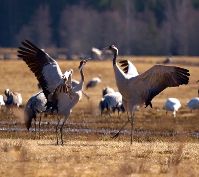 En flock fåglar som står på ett torrt gräsfält.