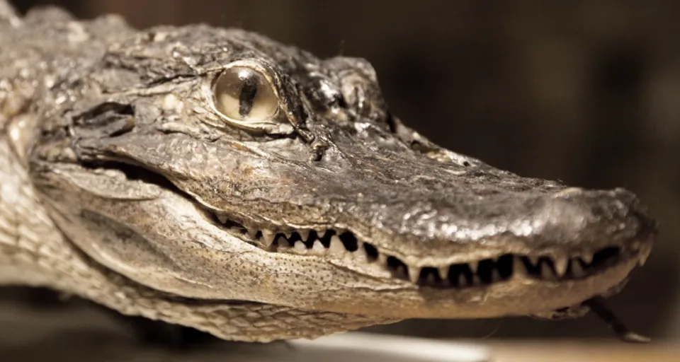 Närbild på en uppstoppad alligator