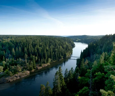 En flod som rinner genom en grönskande skog.