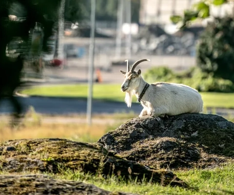 Get som sitter på en sten