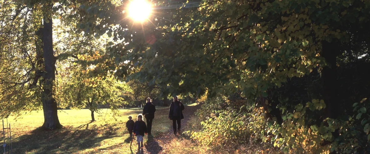 4 personer som höstpromenerar på en grusstig vid skogskanten med solen i ryggen.