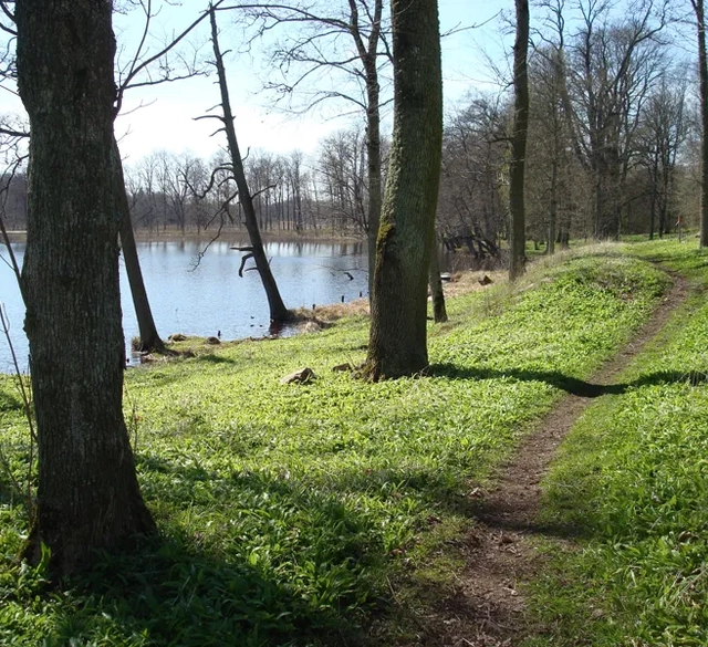 En vandringsled i skogen som går förbi en sjö.