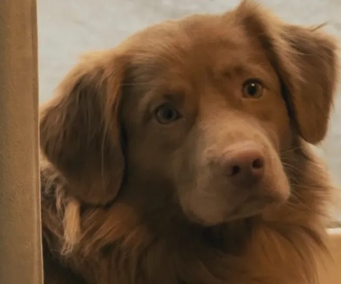 Hundpaket hos Hotell Hehrne