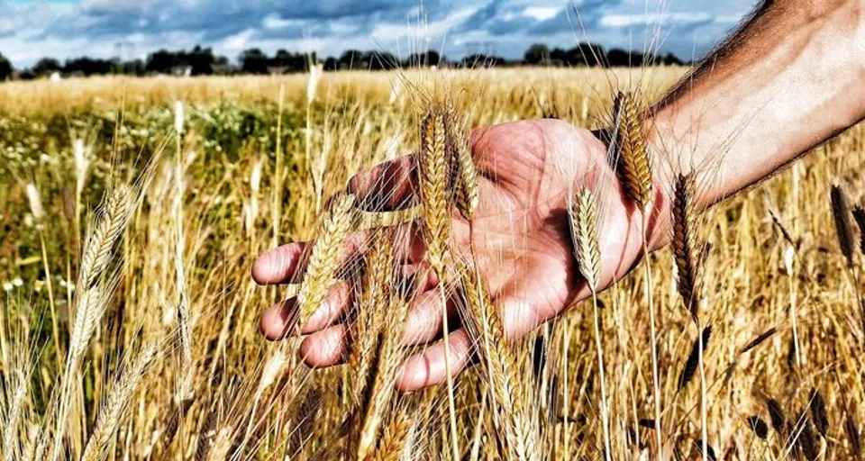 En hand som sträcker sig efter ett moget vete på ett fält.