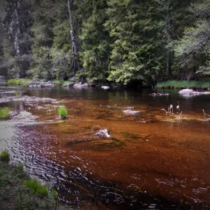 En å som rinner genom en grönskande skog.