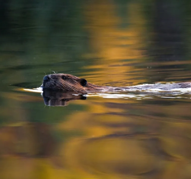 Bäver som simmar i vattnet