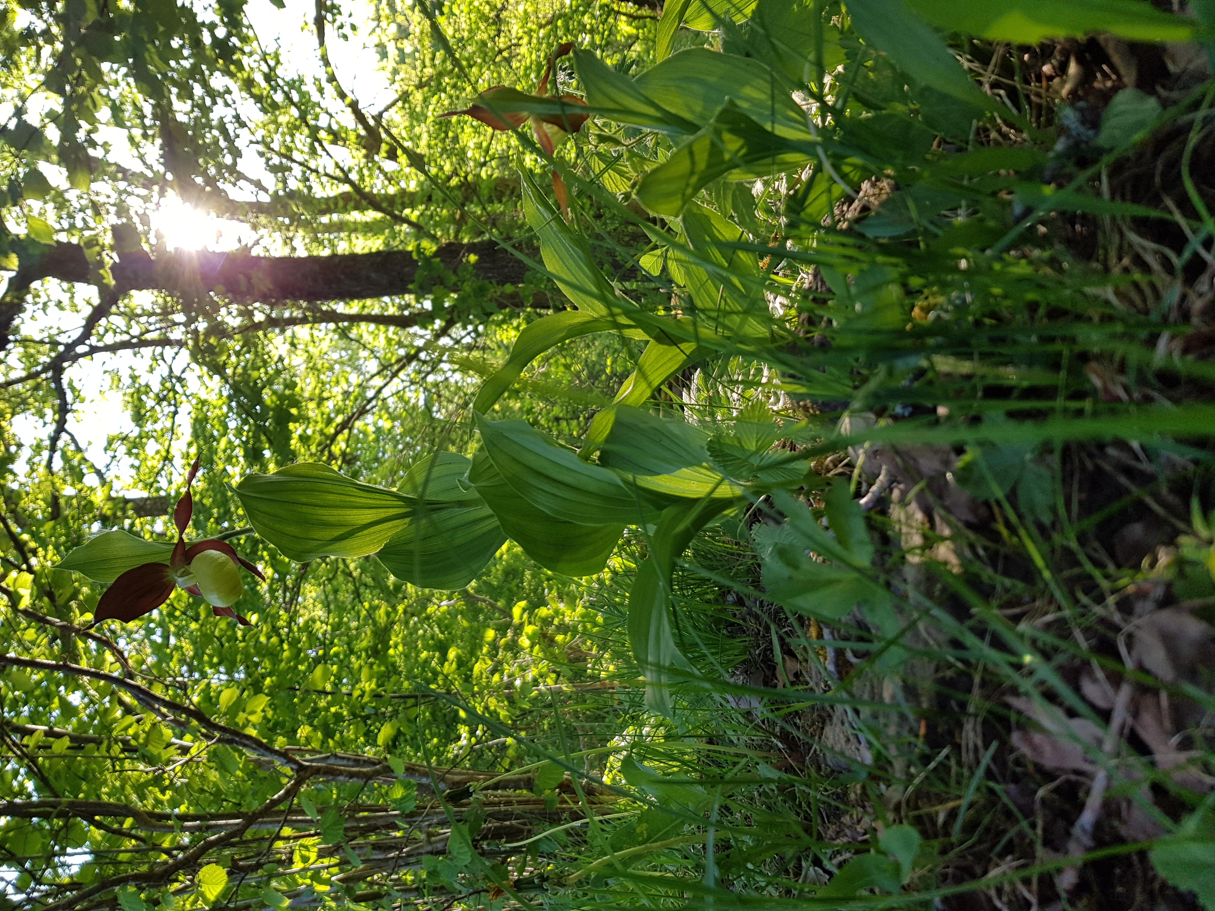 Gratis guidad naturvandring: Skärboskogens hemlighet