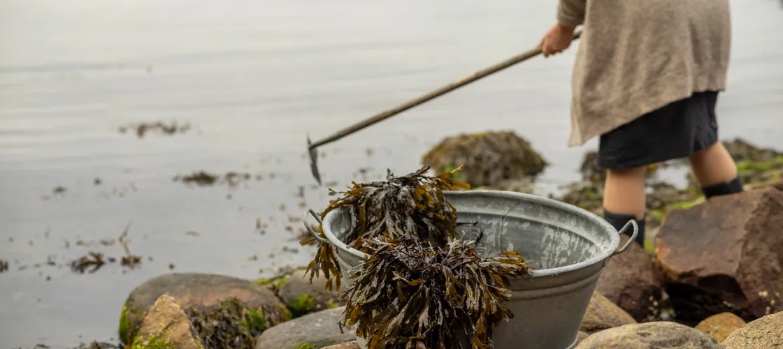 En person som står på en klippig strand med en hink med sjögräs.